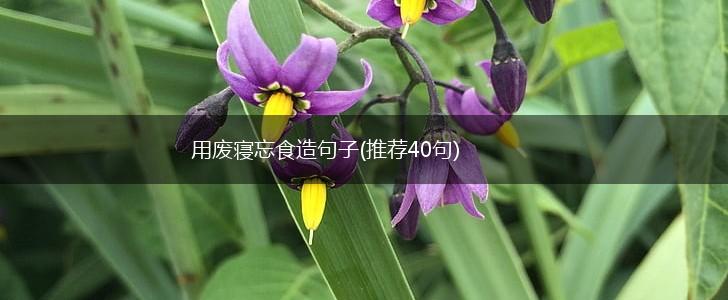 用废寝忘食造句子(推荐40句),第1张