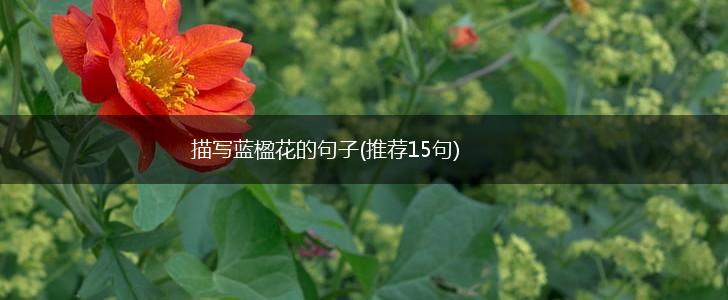 描写蓝楹花的句子(推荐15句),第1张