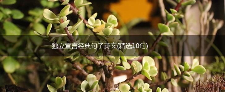 独立宣言经典句子英文(精选10句),第1张