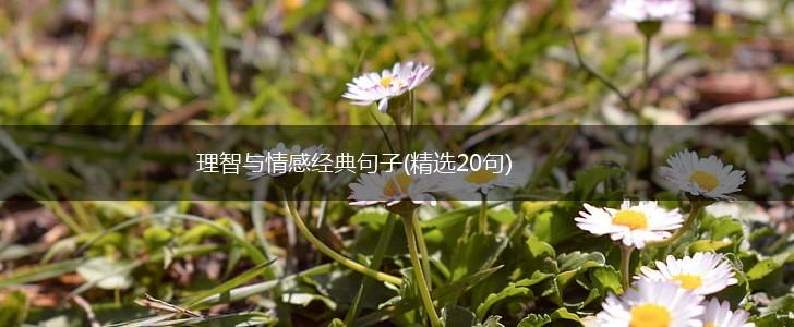 理智与情感经典句子(精选20句),第1张