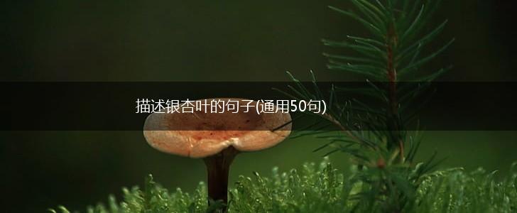 描述银杏叶的句子(通用50句),第1张