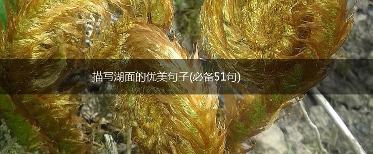 描写湖面的优美句子(必备51句),第1张