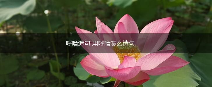 呼噜造句 用呼噜怎么造句,第1张