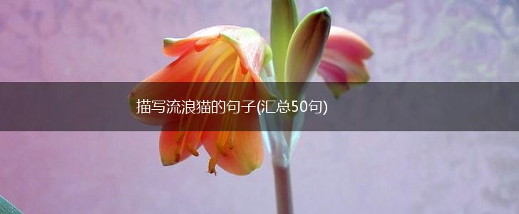 描写流浪猫的句子(汇总50句),第1张