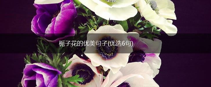 栀子花的优美句子(优选6句),第1张