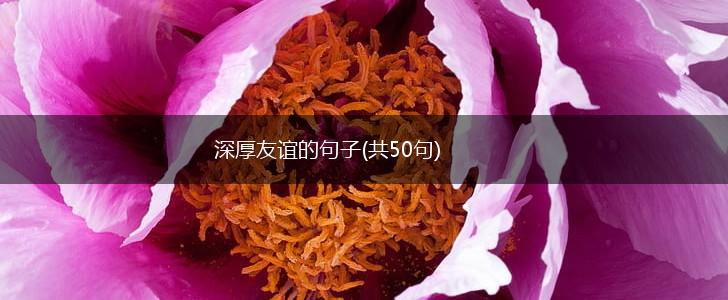 深厚友谊的句子(共50句),第1张