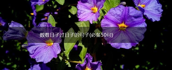 数着日子过日子的句子(必备50句),第1张