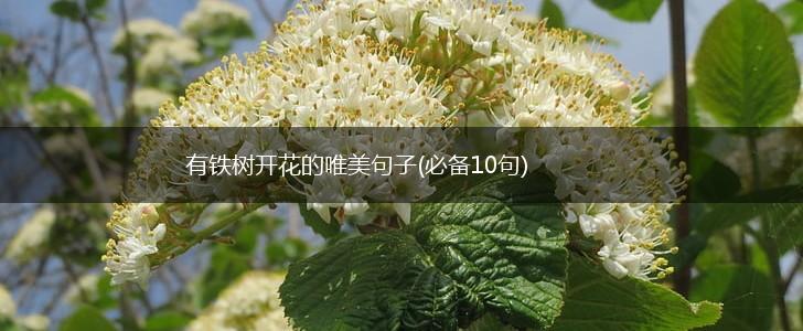 有铁树开花的唯美句子(必备10句),第1张
