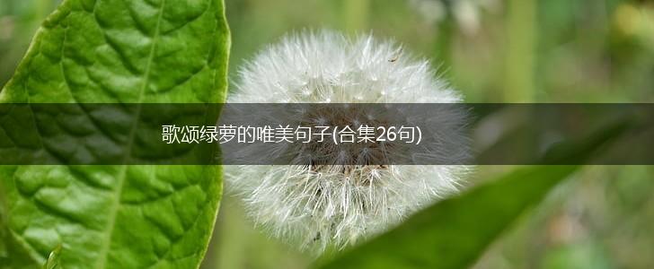 歌颂绿萝的唯美句子(合集26句),第1张