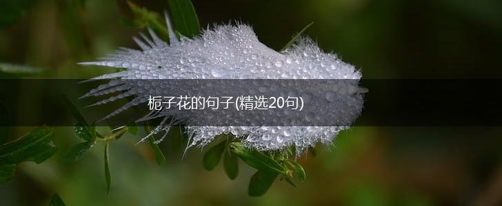 栀子花的句子(精选20句),第1张