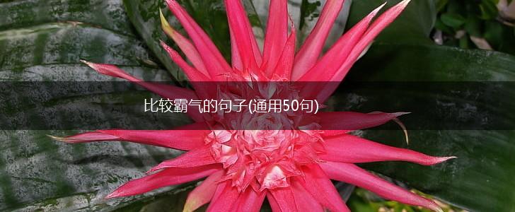 比较霸气的句子(通用50句),第1张