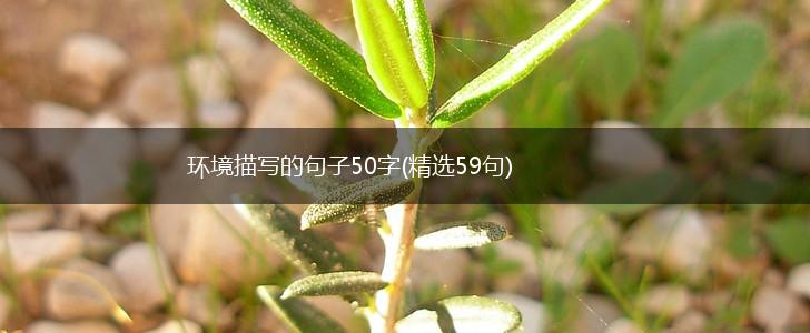 环境描写的句子50字(精选59句),第1张