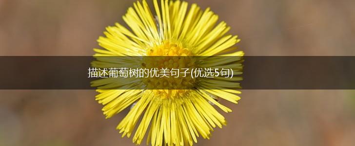 描述葡萄树的优美句子(优选5句),第1张