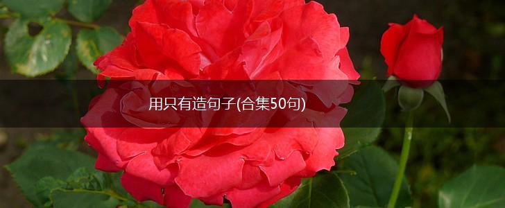 用只有造句子(合集50句),第1张