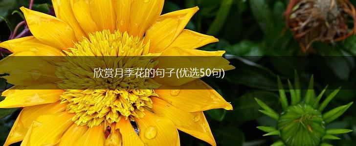 欣赏月季花的句子(优选50句),第1张