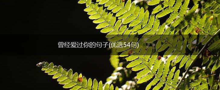 曾经爱过你的句子(优选54句),第1张