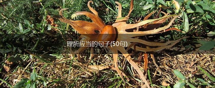 理所应当的句子(50句),第1张