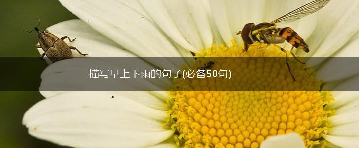 描写早上下雨的句子(必备50句),第1张
