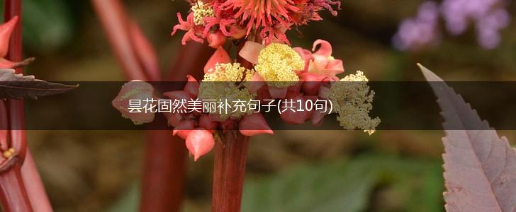 昙花固然美丽补充句子(共10句),第1张