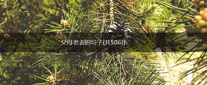 父母老去的句子(共50句),第1张