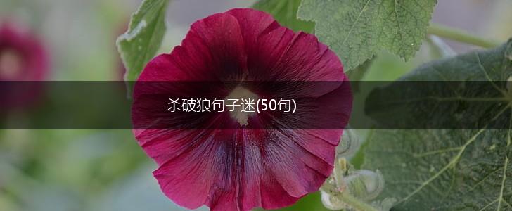 杀破狼句子迷(50句),第1张