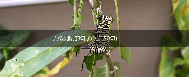 无欲则刚的句子(热门50句),第1张