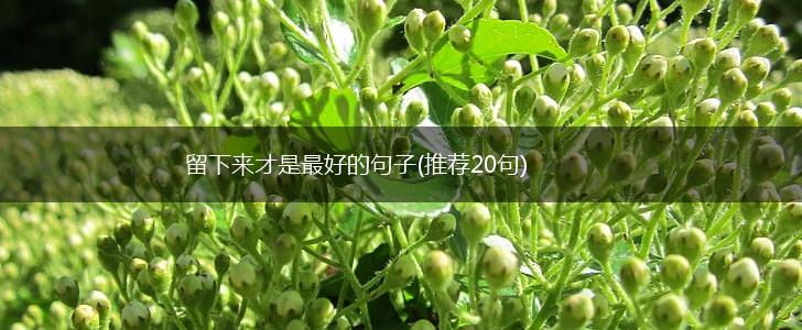 留下来才是最好的句子(推荐20句),第1张