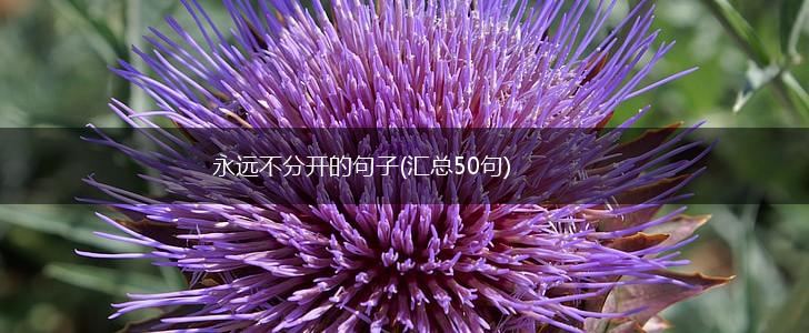 永远不分开的句子(汇总50句),第1张