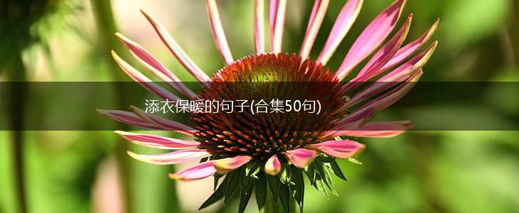 添衣保暖的句子(合集50句),第1张