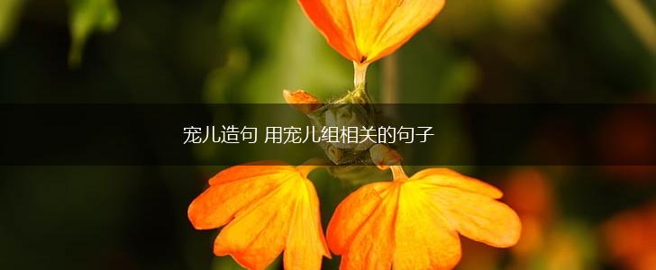宠儿造句 用宠儿组相关的句子,第1张