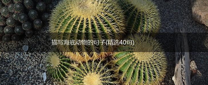 描写海底动物的句子(精选40句),第1张