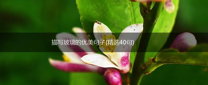 描写玻璃的优美句子(精选40句),第1张