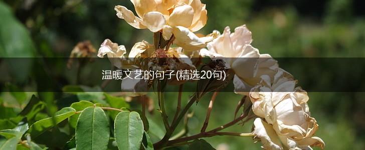 温暖文艺的句子(精选20句),第1张