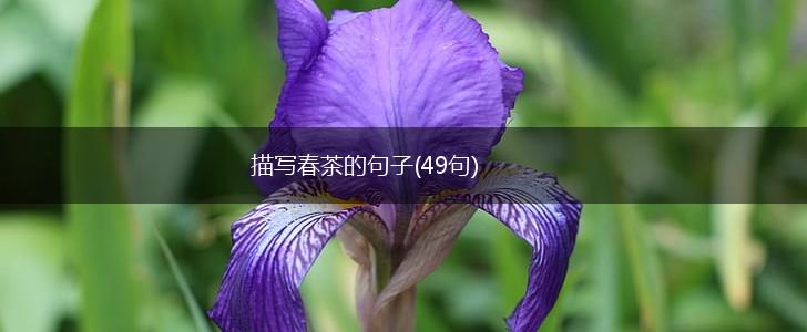 描写春茶的句子(49句),第1张