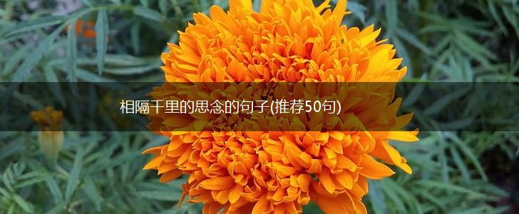 相隔千里的思念的句子(推荐50句),第1张