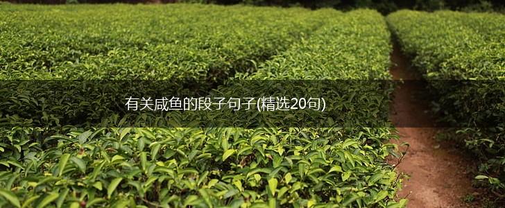 有关咸鱼的段子句子(精选20句),第1张