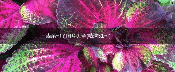 森系句子图片大全(精选51句),第1张