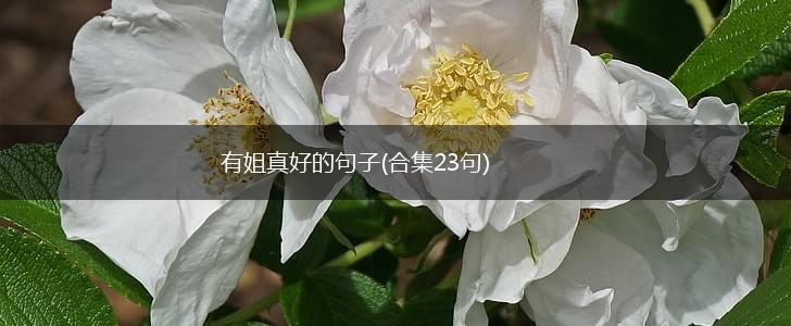 有姐真好的句子(合集23句),第1张