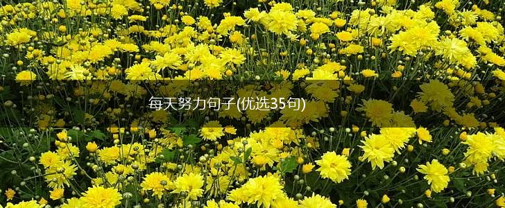 每天努力句子(优选35句),第1张