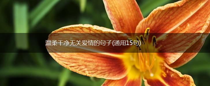 温柔干净无关爱情的句子(通用15句),第1张