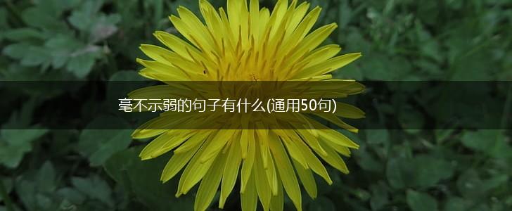 毫不示弱的句子有什么(通用50句),第1张