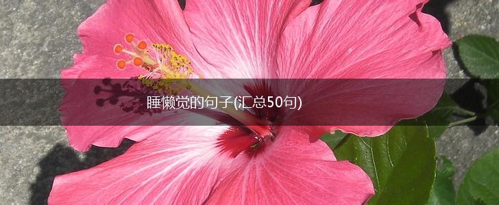 睡懒觉的句子(汇总50句),第1张