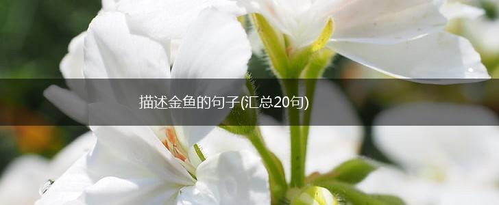描述金鱼的句子(汇总20句),第1张