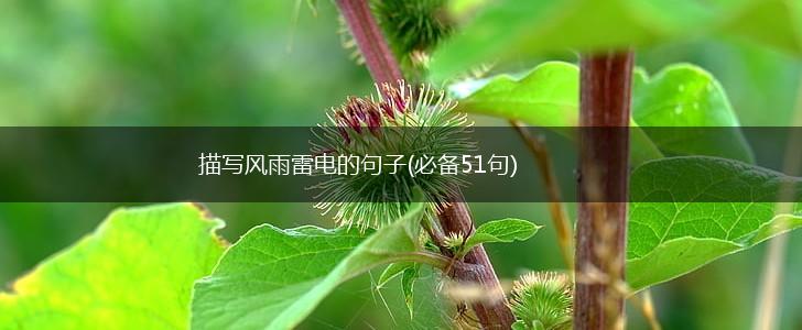 描写风雨雷电的句子(必备51句),第1张