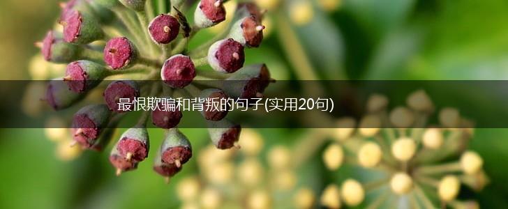 最恨欺骗和背叛的句子(实用20句),第1张