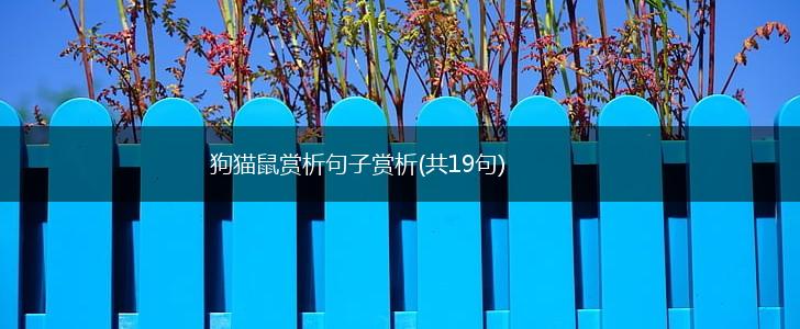 狗猫鼠赏析句子赏析(共19句),第1张
