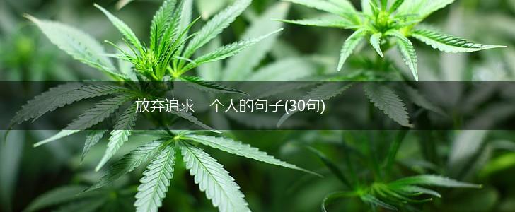 放弃追求一个人的句子(30句),第1张
