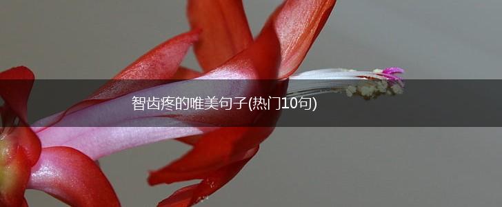 智齿疼的唯美句子(热门10句),第1张