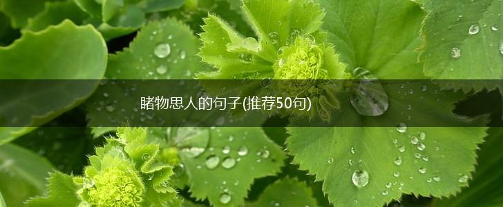 睹物思人的句子(推荐50句),第1张