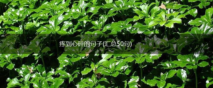 疼到心碎的句子(汇总50句),第1张